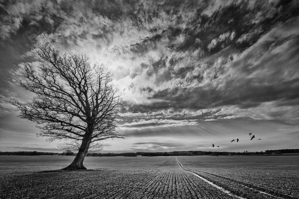 depositphotos_46155949-stock-photo-oak-tree-on-crop-field
